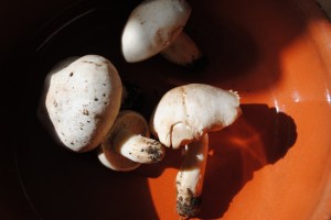 Mushrooms, by George!