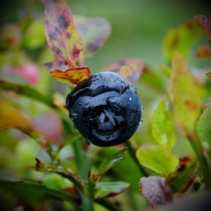 Close-up of a bilberry