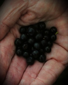 Handful of bilberries