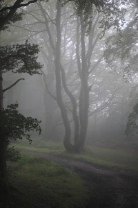 Trees and fog